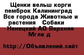 Щенки вельш корги пемброк Калининград - Все города Животные и растения » Собаки   . Ненецкий АО,Верхняя Мгла д.